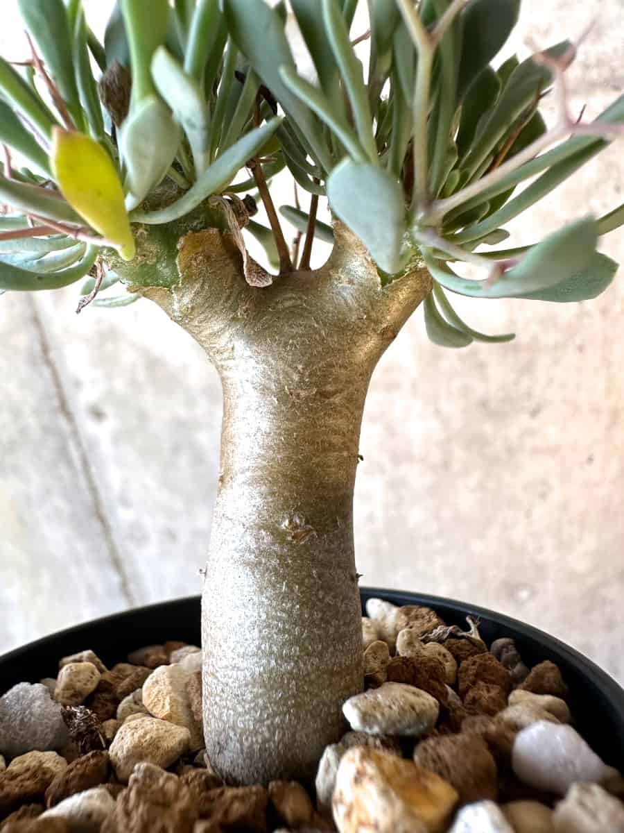 【現品限り】オトンナ・ユーフォルビオイデス【E9】 Othonna euphorbioides