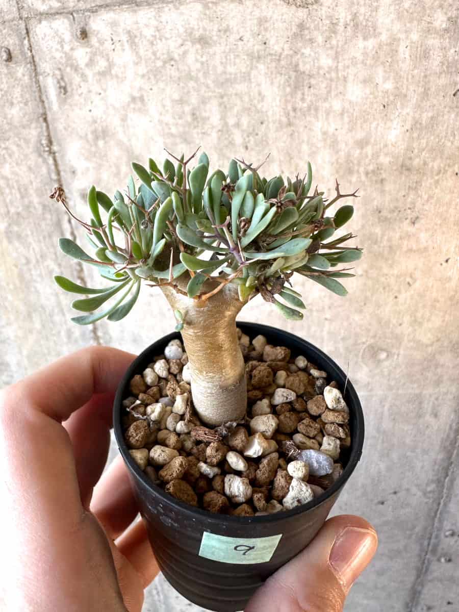 【現品限り】オトンナ・ユーフォルビオイデス【E9】 Othonna euphorbioides