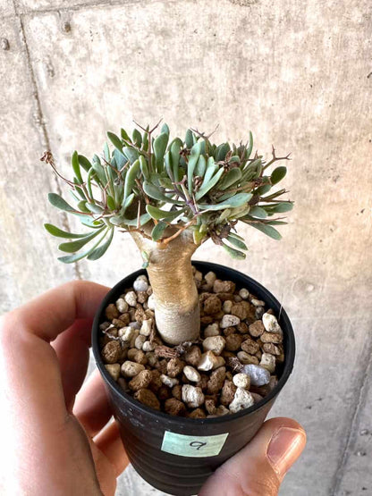 【現品限り】オトンナ・ユーフォルビオイデス【E9】 Othonna euphorbioides