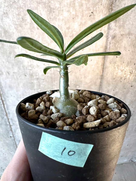【現品限り】パキポディウム・サキュレンタム【F10】 Pachypodium succulentum