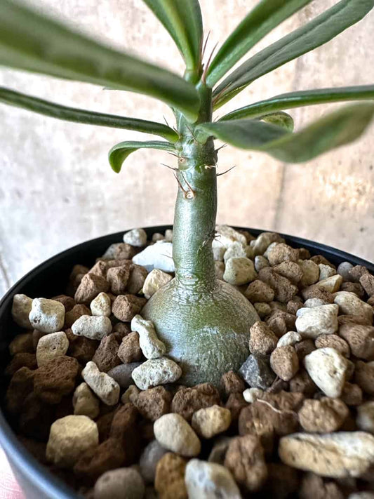 【現品限り】パキポディウム・サキュレンタム【F10】 Pachypodium succulentum