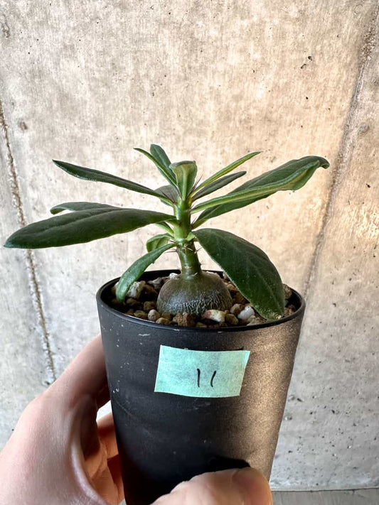 【現品限り】パキポディウム・サキュレンタム【F11】 Pachypodium succulentum