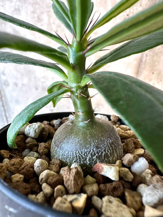 【現品限り】パキポディウム・サキュレンタム【F11】 Pachypodium succulentum