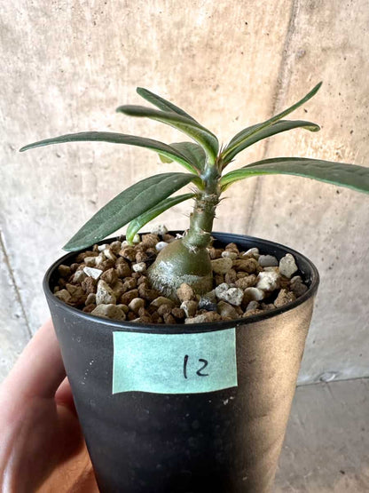 【現品限り】パキポディウム・サキュレンタム【F12】 Pachypodium succulentum