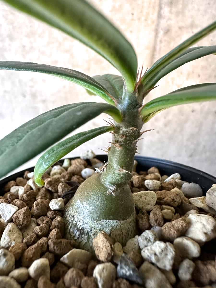 【現品限り】パキポディウム・サキュレンタム【F12】 Pachypodium succulentum
