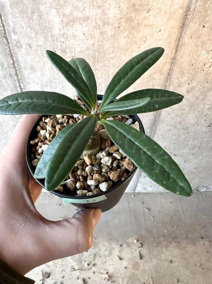 【現品限り】パキポディウム・サキュレンタム【F12】 Pachypodium succulentum