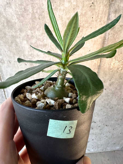 【現品限り】パキポディウム・サキュレンタム【F13】 Pachypodium succulentum