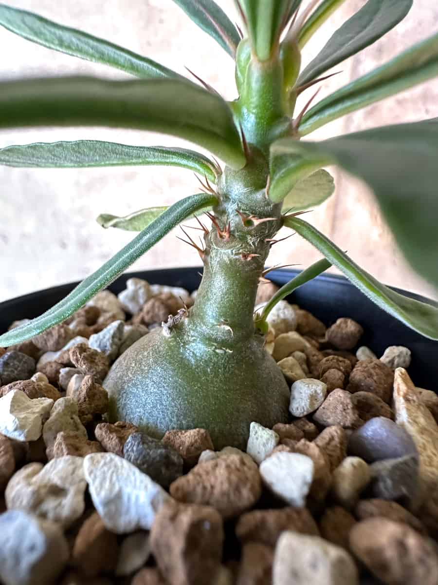 【現品限り】パキポディウム・サキュレンタム【F13】 Pachypodium succulentum