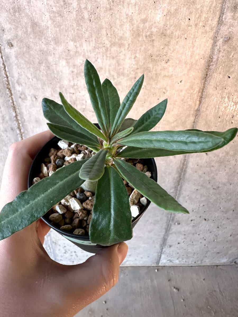 【現品限り】パキポディウム・サキュレンタム【F13】 Pachypodium succulentum