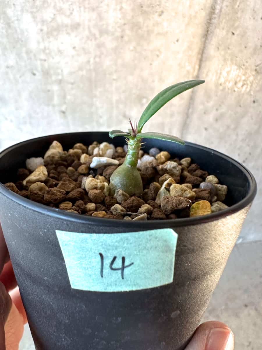 【現品限り】パキポディウム・サキュレンタム【F14】 Pachypodium succulentum