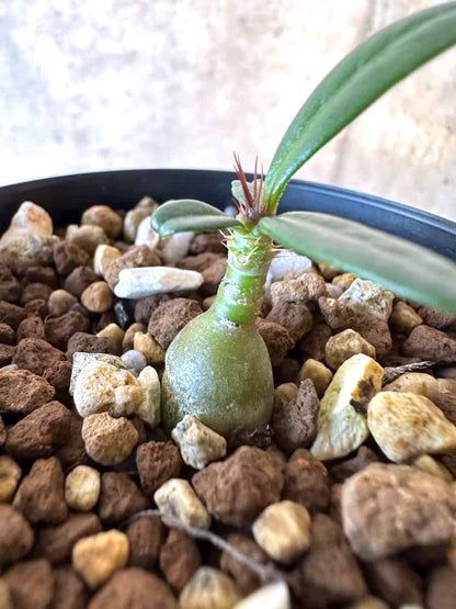 【現品限り】パキポディウム・サキュレンタム【F14】 Pachypodium succulentum