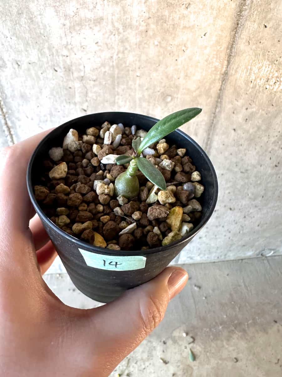 【現品限り】パキポディウム・サキュレンタム【F14】 Pachypodium succulentum