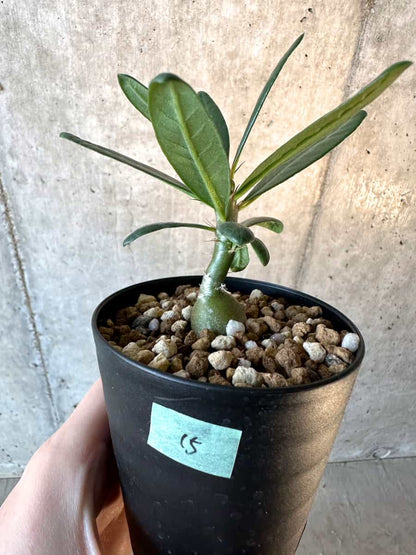 【現品限り】パキポディウム・サキュレンタム【F15】 Pachypodium succulentum