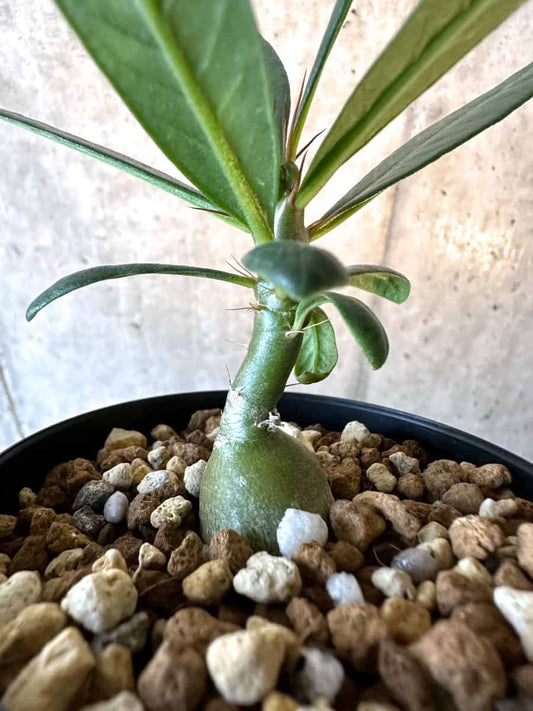【現品限り】パキポディウム・サキュレンタム【F15】 Pachypodium succulentum