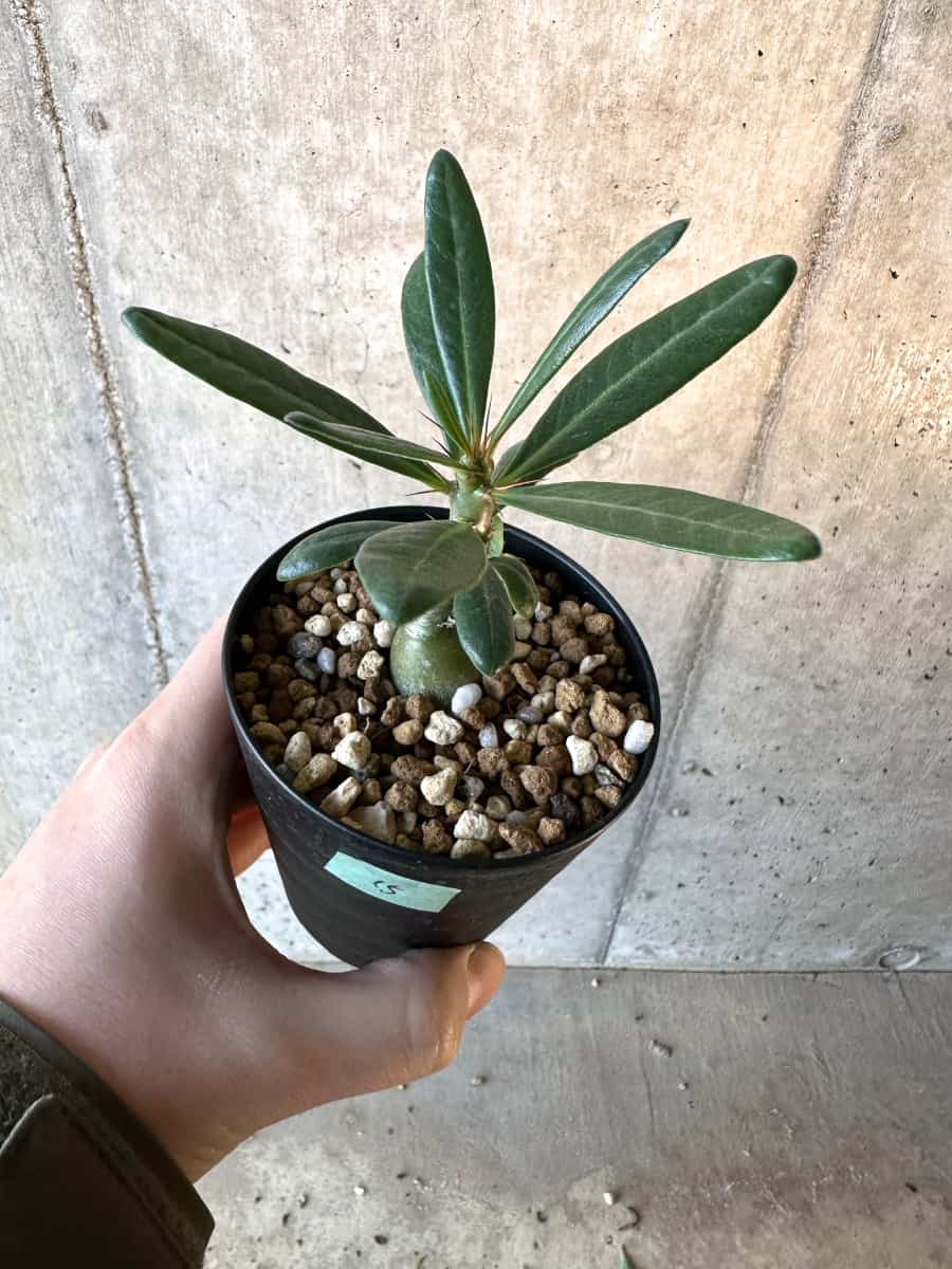 【現品限り】パキポディウム・サキュレンタム【F15】 Pachypodium succulentum