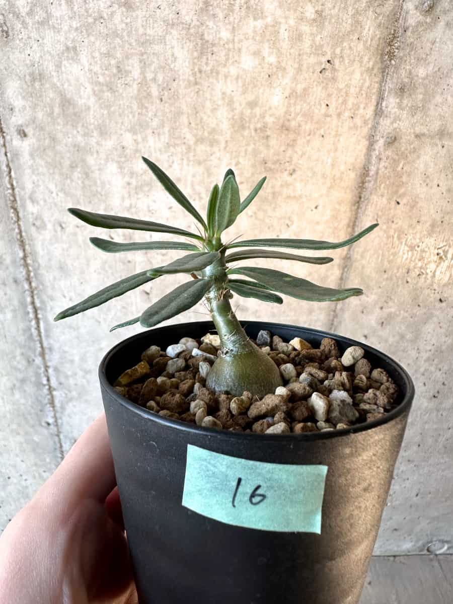 【現品限り】パキポディウム・サキュレンタム【F16】 Pachypodium succulentum