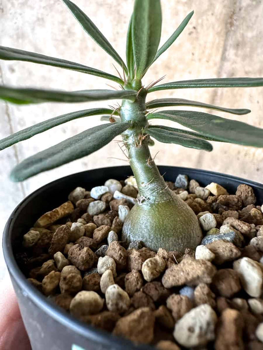 【現品限り】パキポディウム・サキュレンタム【F16】 Pachypodium succulentum