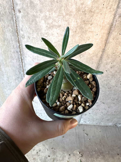 【現品限り】パキポディウム・サキュレンタム【F16】 Pachypodium succulentum