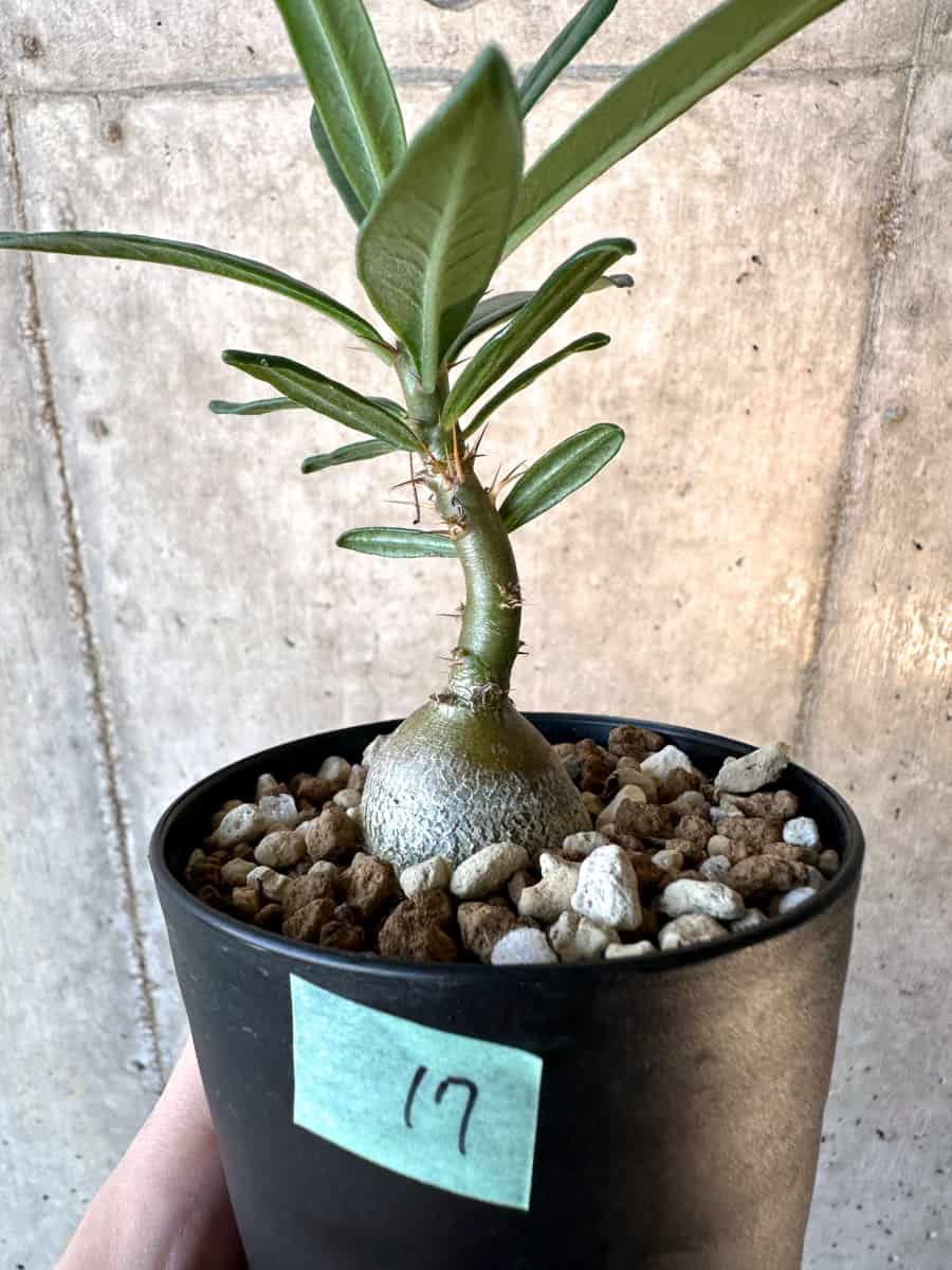 【現品限り】パキポディウム・サキュレンタム【F17】 Pachypodium succulentum