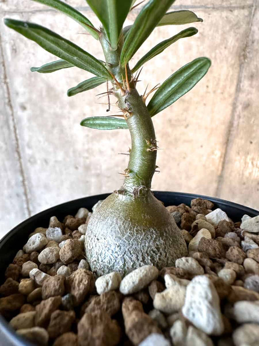 【現品限り】パキポディウム・サキュレンタム【F17】 Pachypodium succulentum