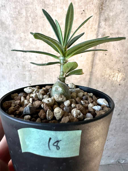 【現品限り】パキポディウム・サキュレンタム【F18】 Pachypodium succulentum