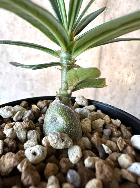 【現品限り】パキポディウム・サキュレンタム【F18】 Pachypodium succulentum