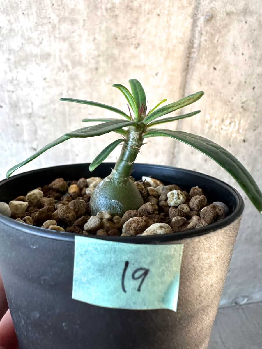 【現品限り】パキポディウム・サキュレンタム【F19】 Pachypodium succulentum