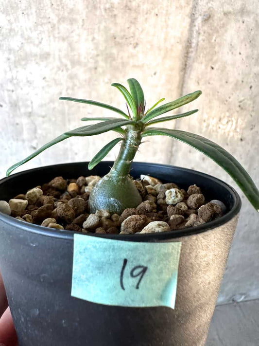 【現品限り】パキポディウム・サキュレンタム【F19】 Pachypodium succulentum