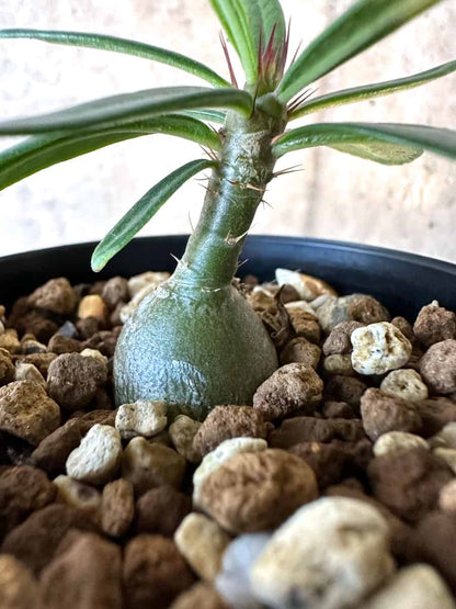 【現品限り】パキポディウム・サキュレンタム【F19】 Pachypodium succulentum