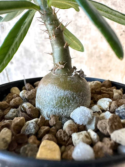 【現品限り】パキポディウム・サキュレンタム【F1】 Pachypodium succulentum
