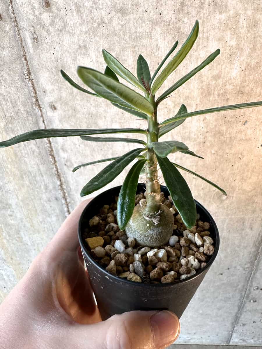 【現品限り】パキポディウム・サキュレンタム【F1】 Pachypodium succulentum