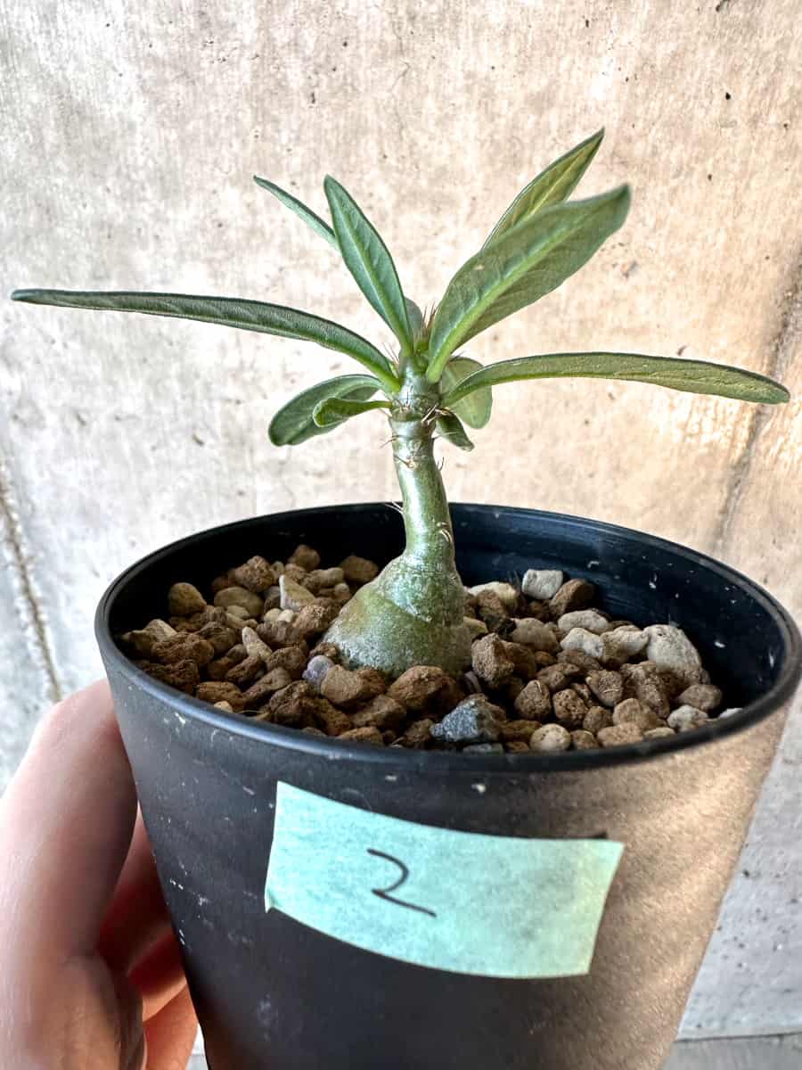 【現品限り】パキポディウム・サキュレンタム【F2】 Pachypodium succulentum