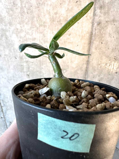 【現品限り】パキポディウム・サキュレンタム【F20】 Pachypodium succulentum