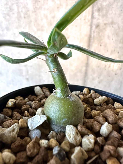 【現品限り】パキポディウム・サキュレンタム【F20】 Pachypodium succulentum