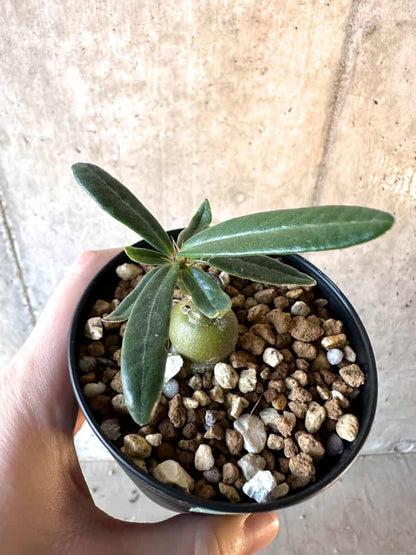 【現品限り】パキポディウム・サキュレンタム【F20】 Pachypodium succulentum