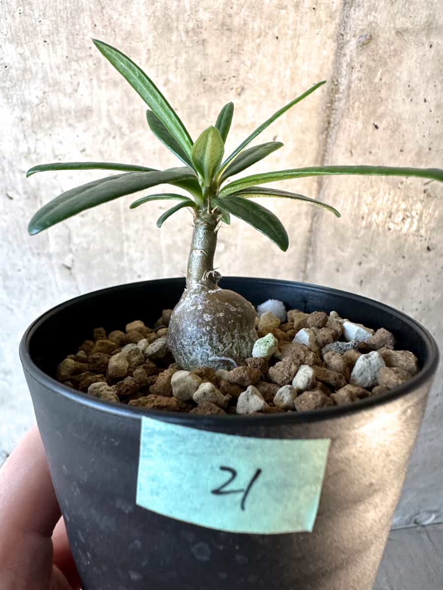【現品限り】パキポディウム・サキュレンタム【F21】 Pachypodium succulentum