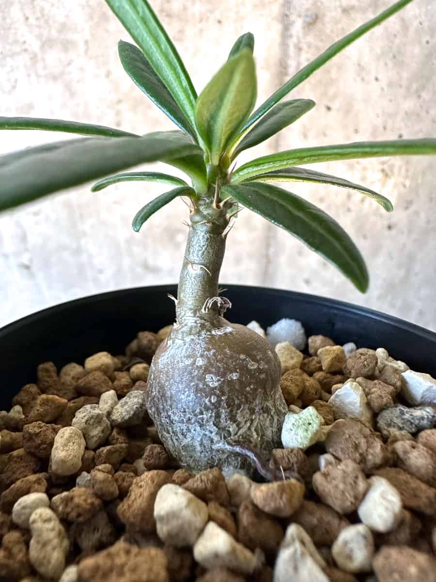 【現品限り】パキポディウム・サキュレンタム【F21】 Pachypodium succulentum