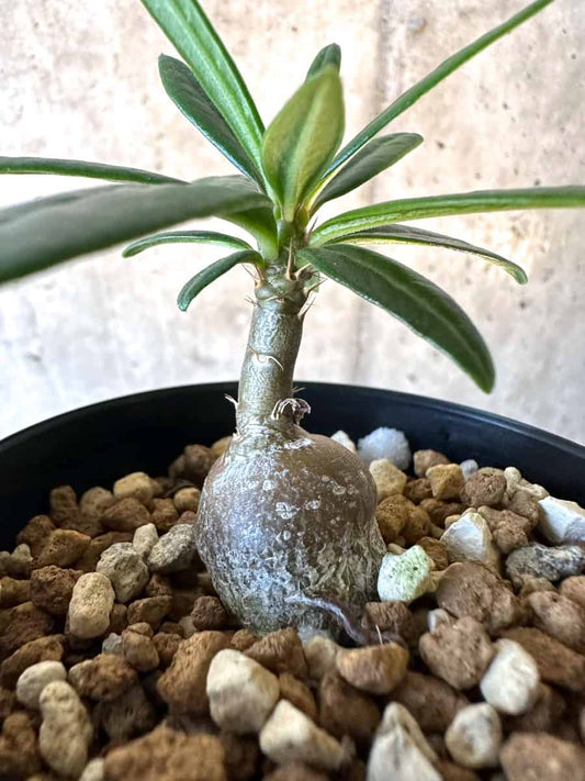 【現品限り】パキポディウム・サキュレンタム【F21】 Pachypodium succulentum