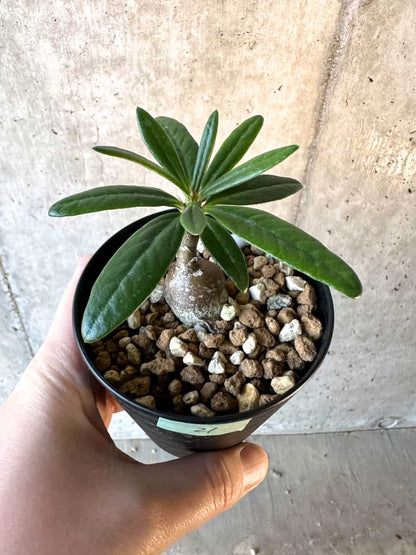 【現品限り】パキポディウム・サキュレンタム【F21】 Pachypodium succulentum