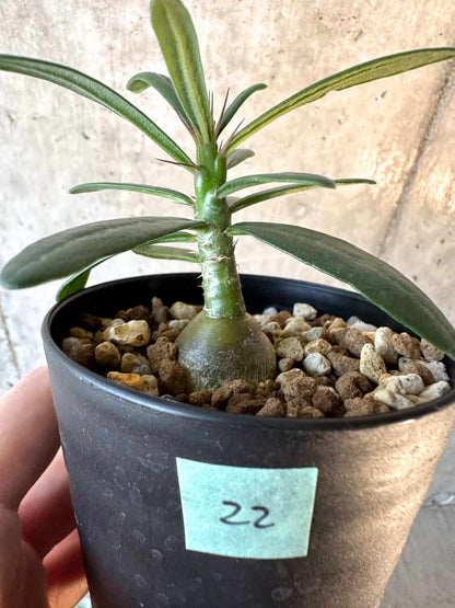 【現品限り】パキポディウム・サキュレンタム【F22】 Pachypodium succulentum