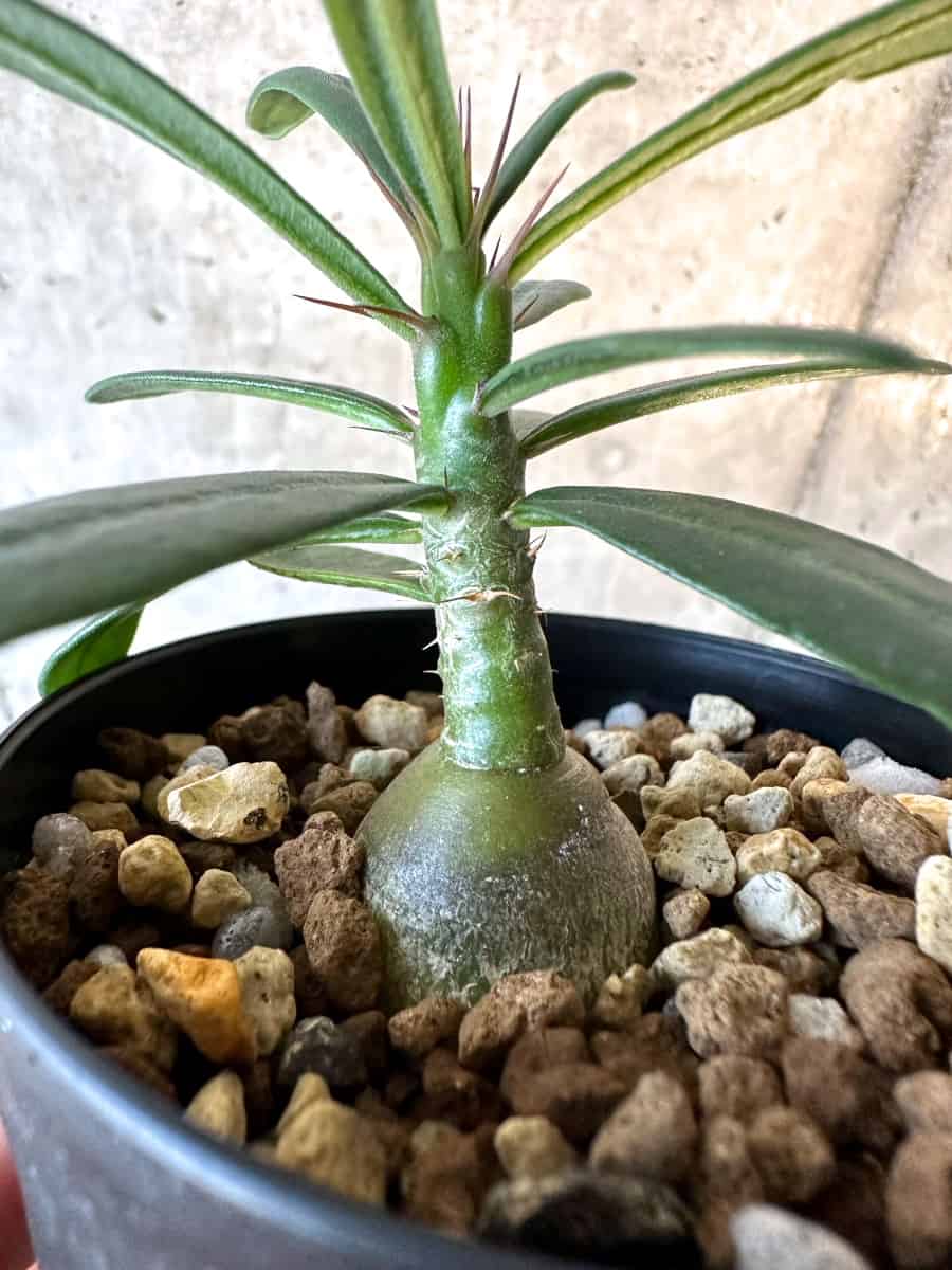 【現品限り】パキポディウム・サキュレンタム【F22】 Pachypodium succulentum