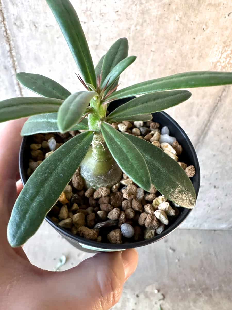 【現品限り】パキポディウム・サキュレンタム【F22】 Pachypodium succulentum