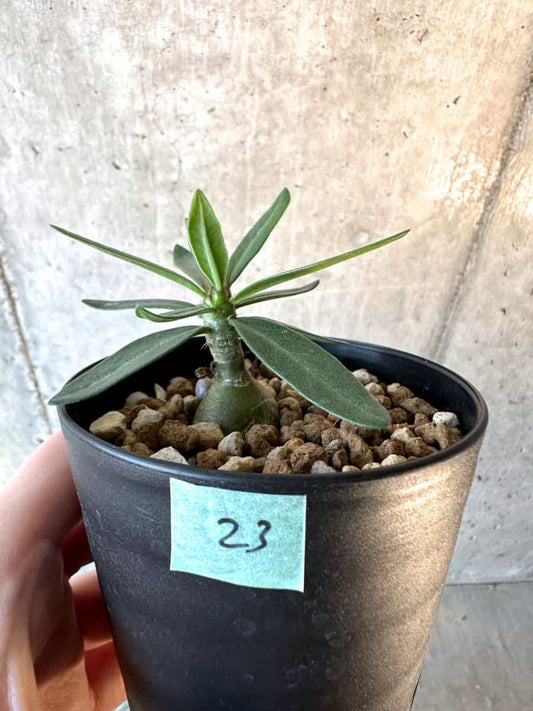 【現品限り】パキポディウム・サキュレンタム【F23】 Pachypodium succulentum