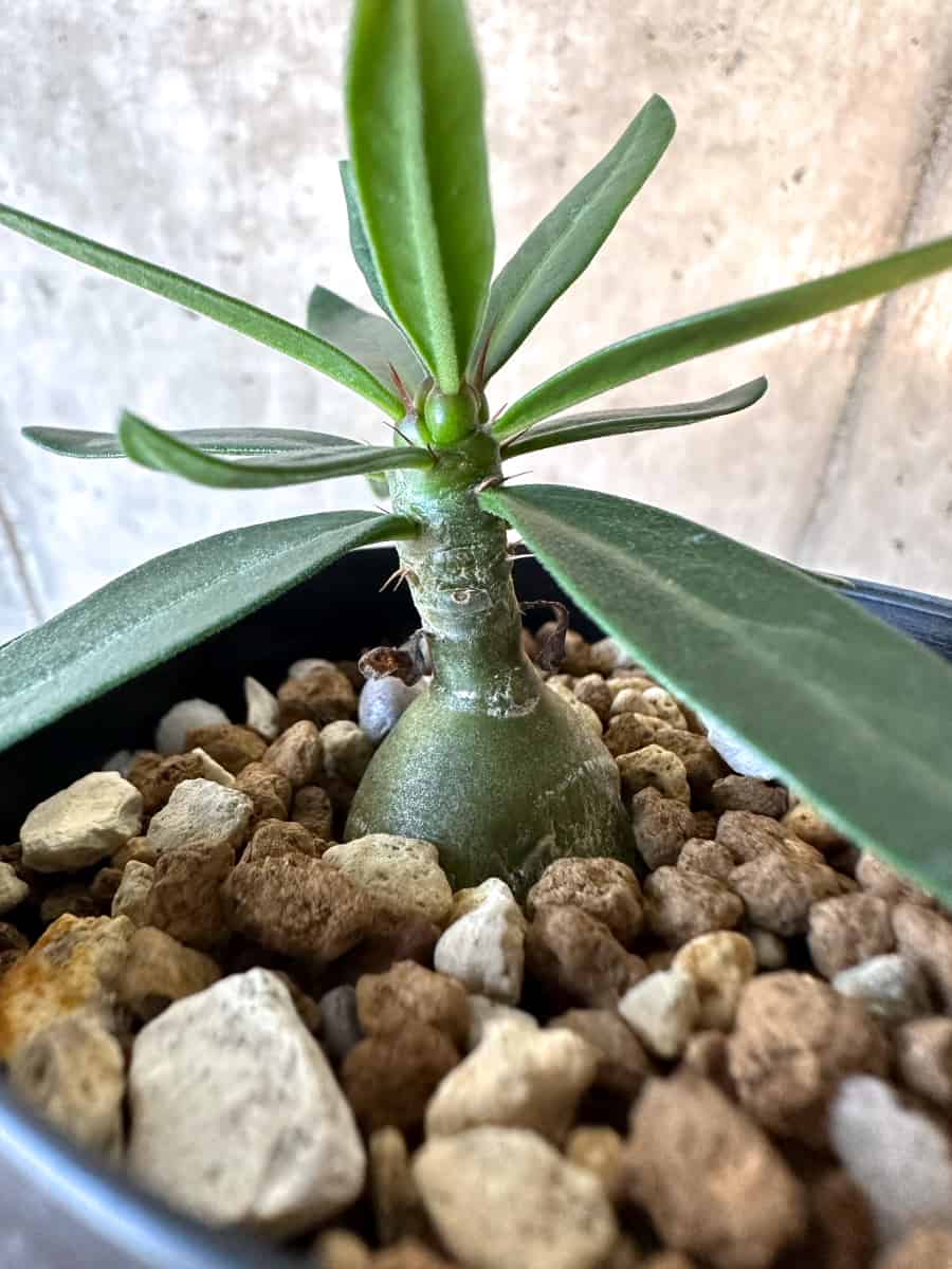 【現品限り】パキポディウム・サキュレンタム【F23】 Pachypodium succulentum