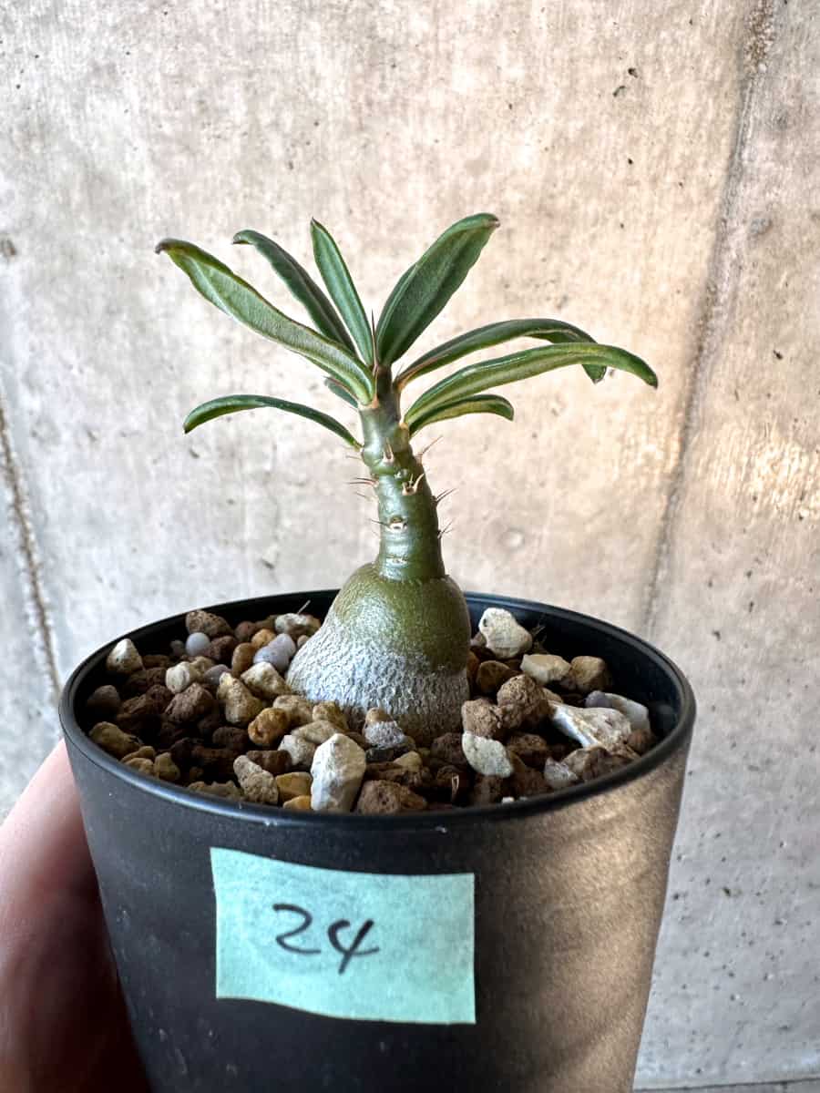 【現品限り】パキポディウム・サキュレンタム【F24】 Pachypodium succulentum