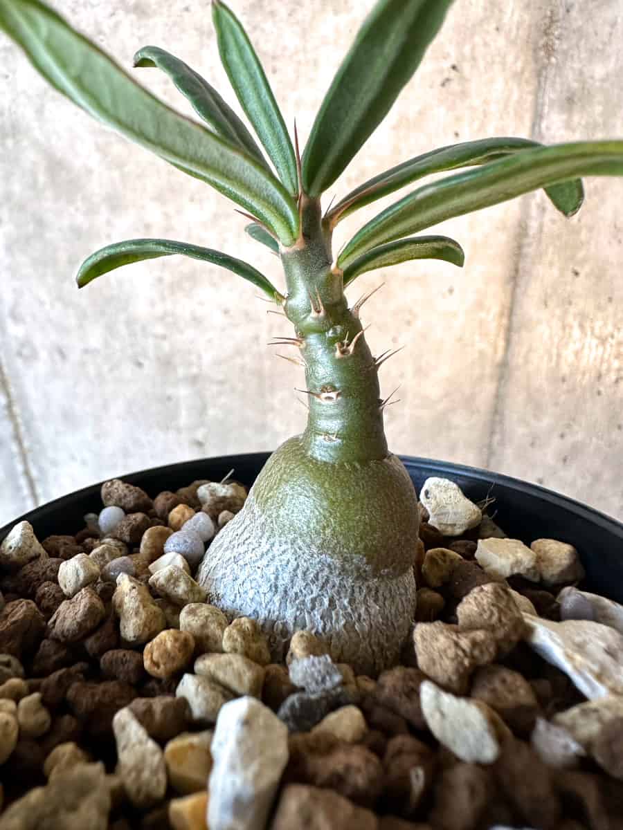 【現品限り】パキポディウム・サキュレンタム【F24】 Pachypodium succulentum