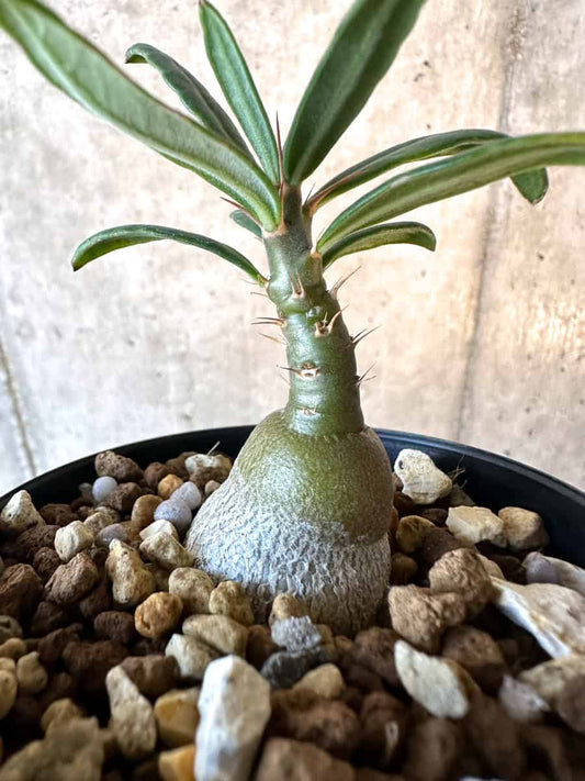 【現品限り】パキポディウム・サキュレンタム【F24】 Pachypodium succulentum