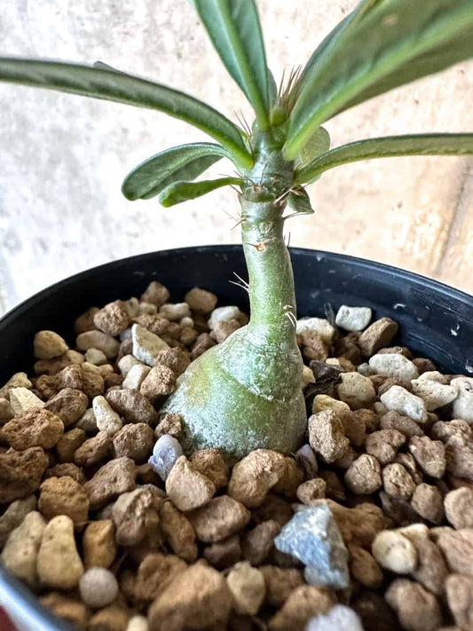 【現品限り】パキポディウム・サキュレンタム【F2】 Pachypodium succulentum