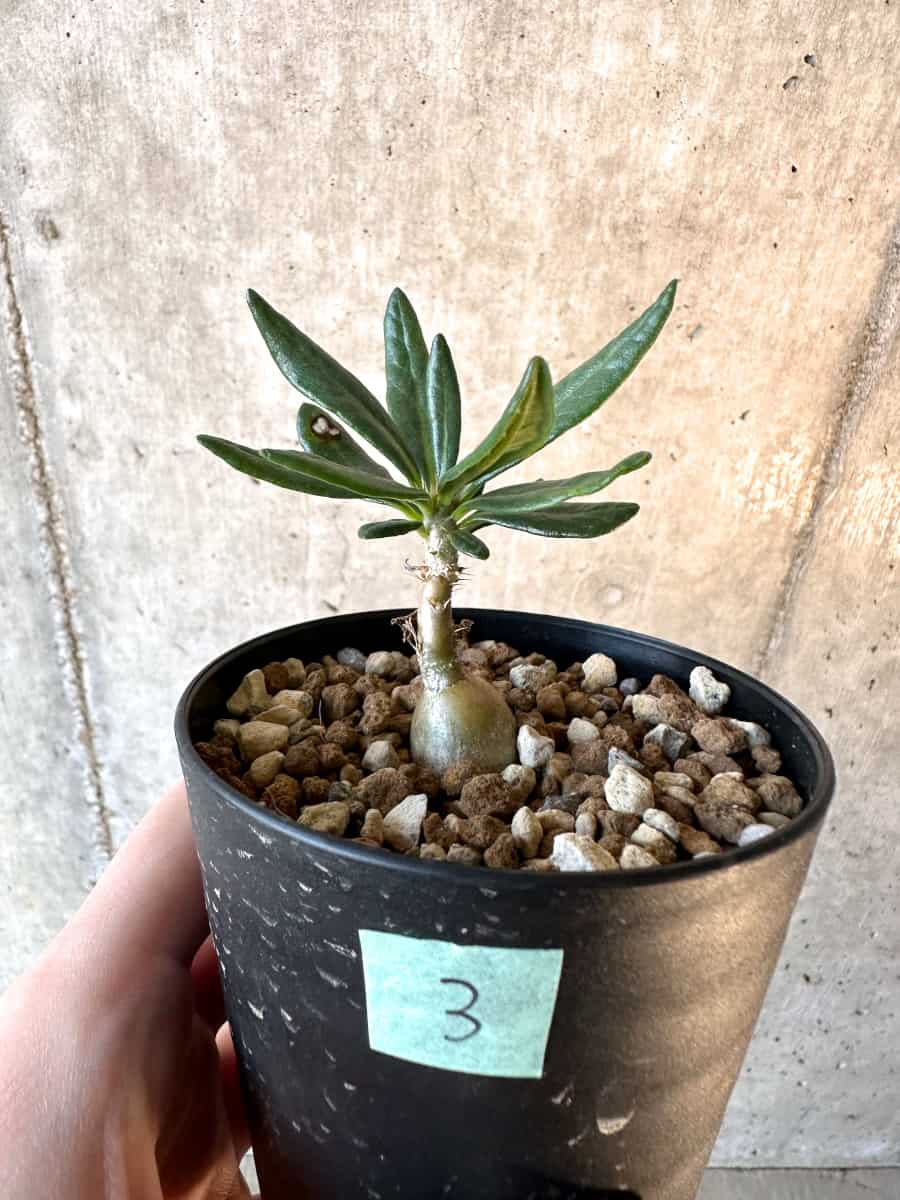 【現品限り】パキポディウム・サキュレンタム【F3】 Pachypodium succulentum
