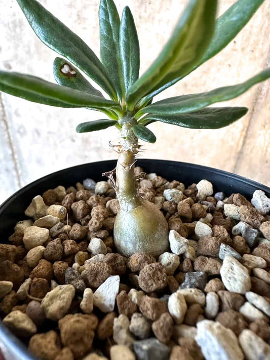 【現品限り】パキポディウム・サキュレンタム【F3】 Pachypodium succulentum